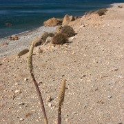 CRW 3985 : Crete, Greece, Griechenland, Holiday, Kreta, Urlaub