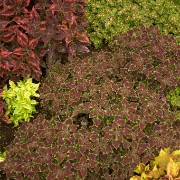 CRW 2105 : Belgien, Natur Nature, Urlaub